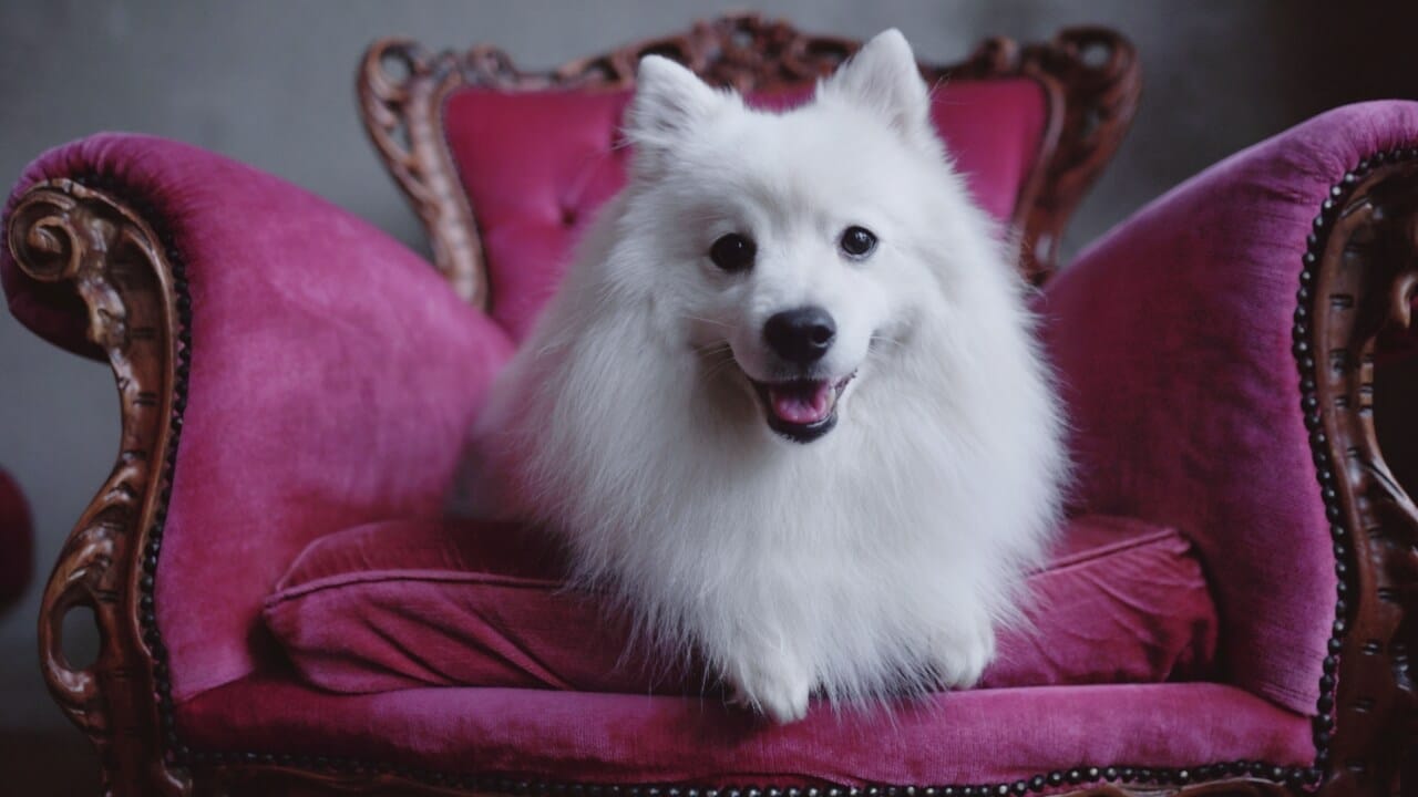 Miniature American Eskimo dog