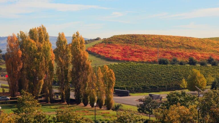 Napa Valley overview, with multicolor leaves, greenery and hillside.