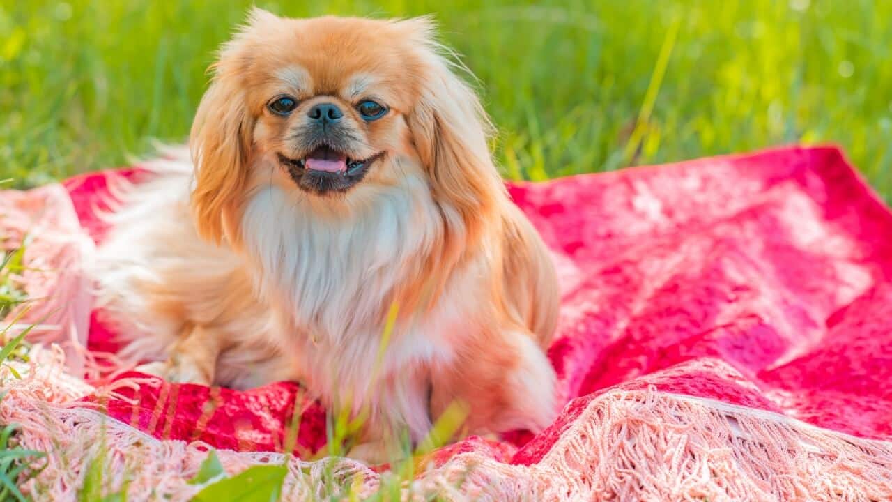 Pekingese dog