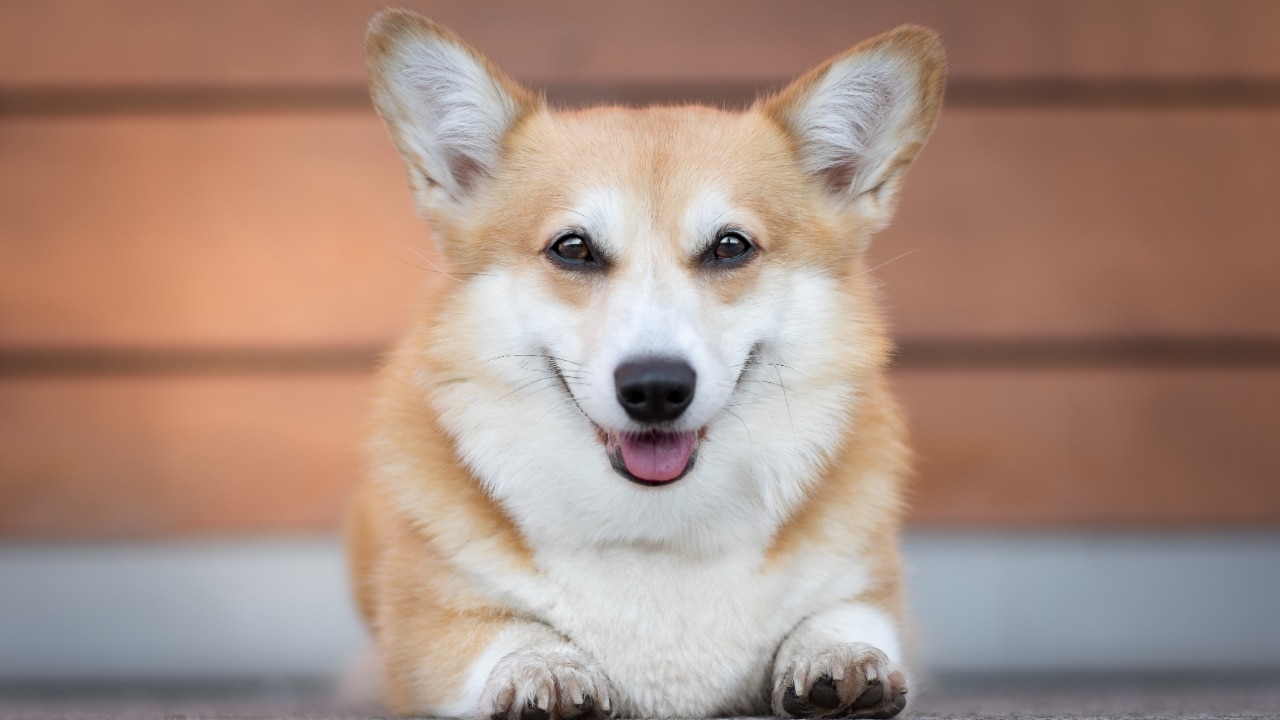 Pembroke Welsh Corgi dog