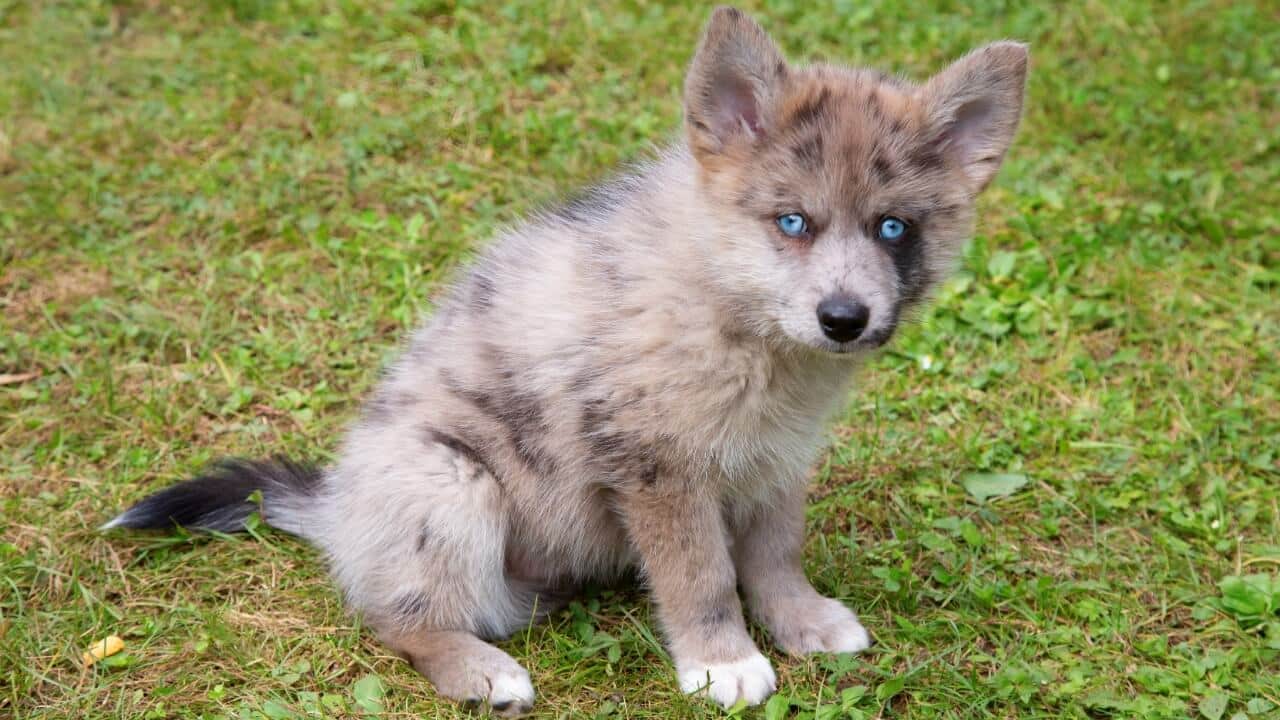 Pomsky dog, Siberian Husky and Pomeranian mix