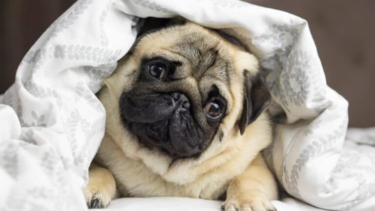 Pug dog