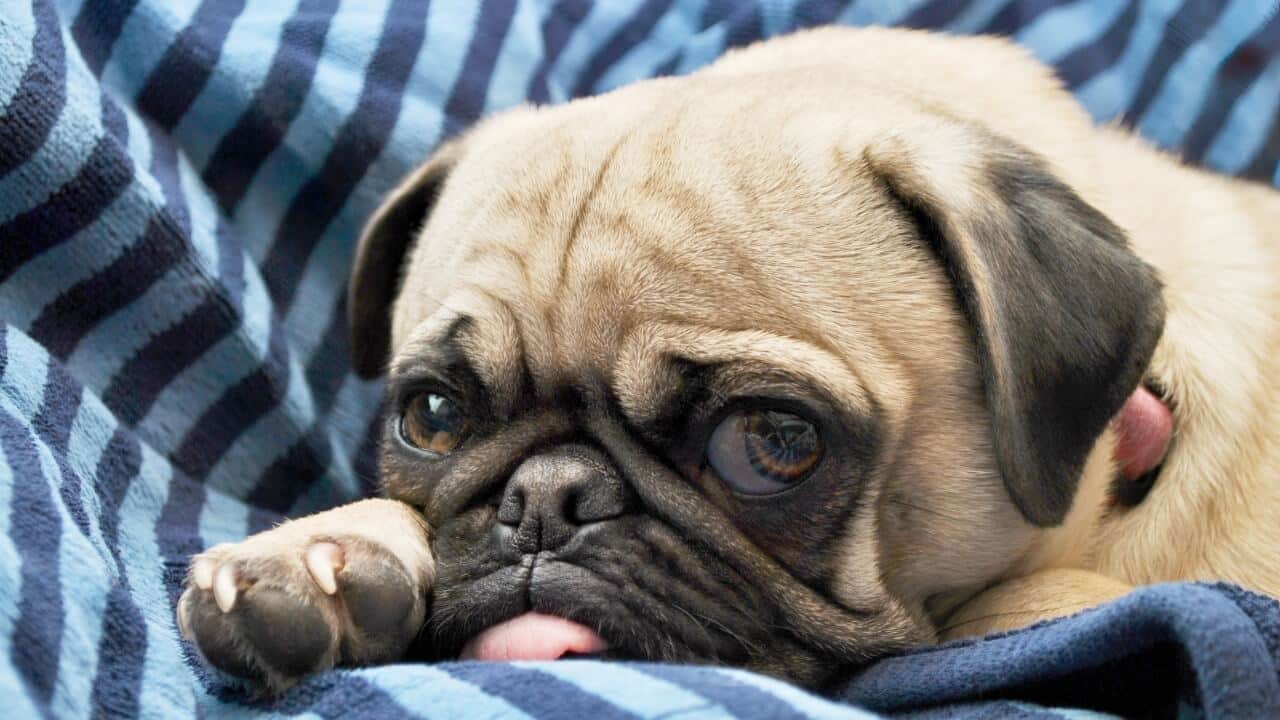 Pug Dog