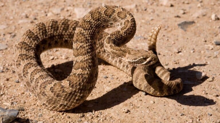 Rattlesnake