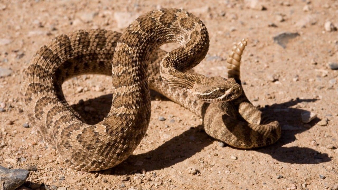Rattlesnake