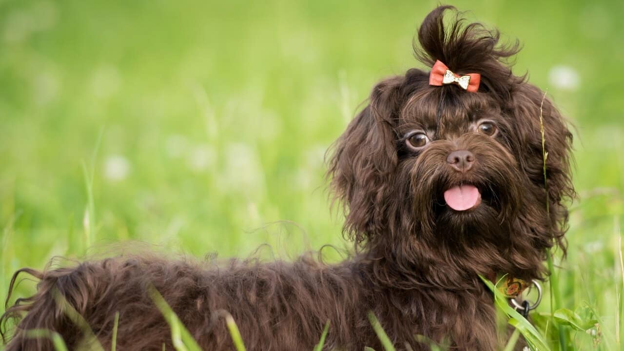 Russian Bolonka Tsvetnaya
