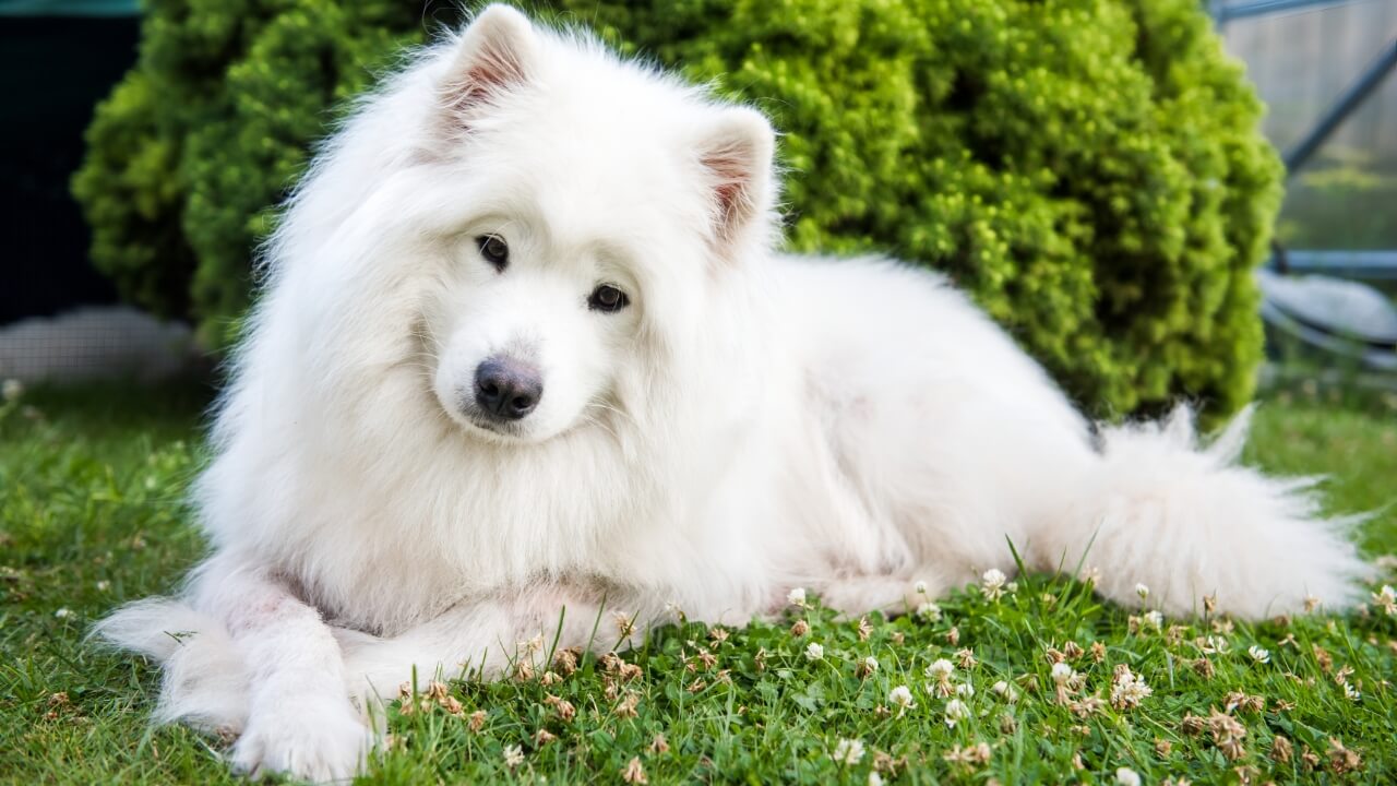 Samoyed Dog