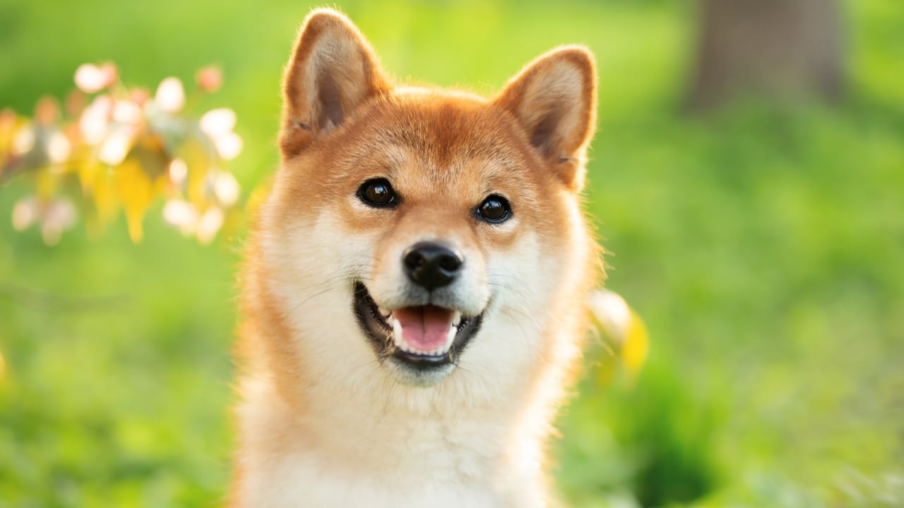 Shiba Inu Dog