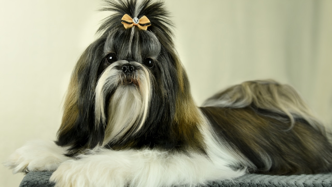 Shih Tzu Dog