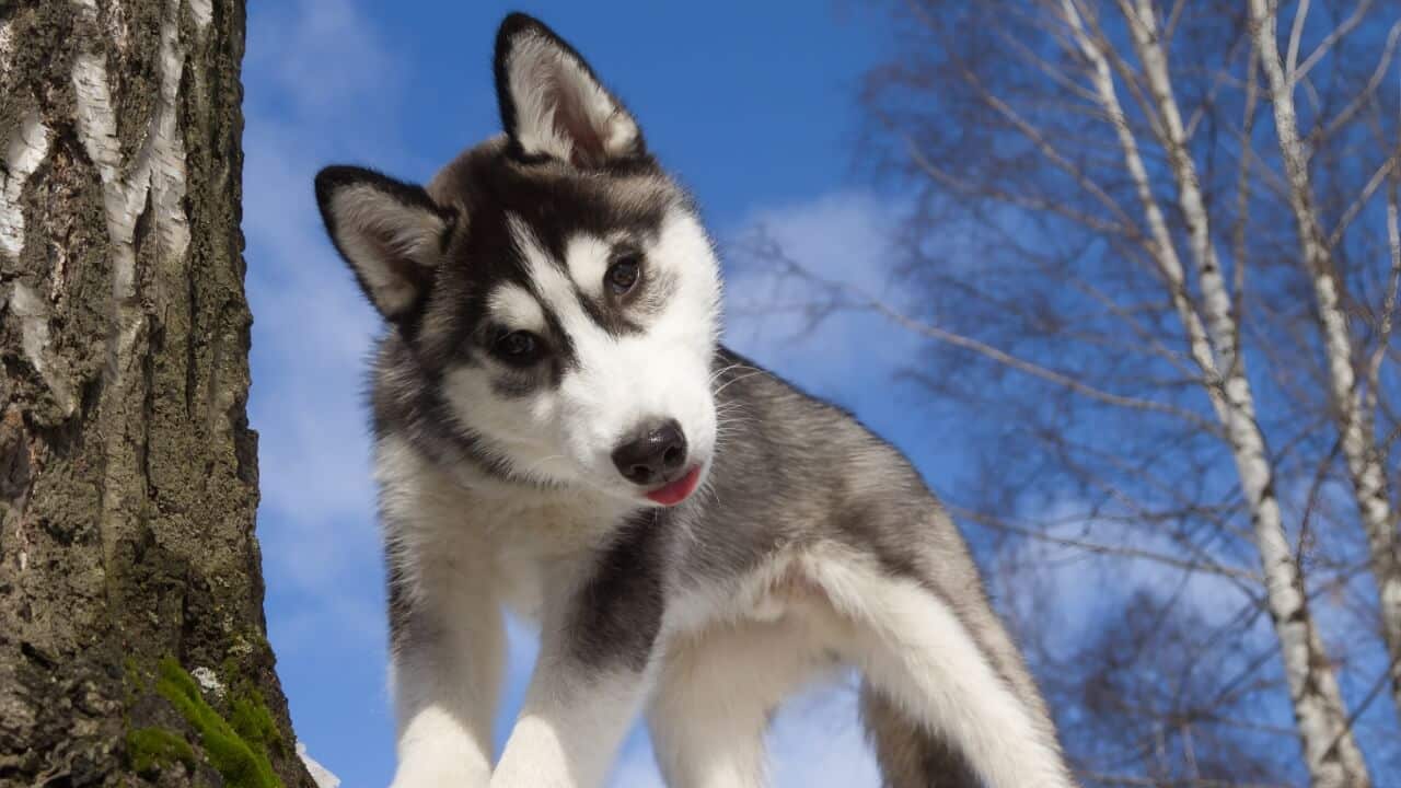 Siberian Husky dog