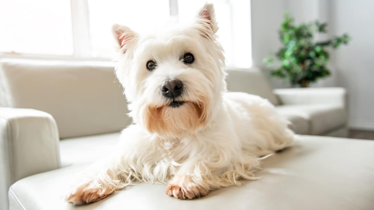 White Westie dog
