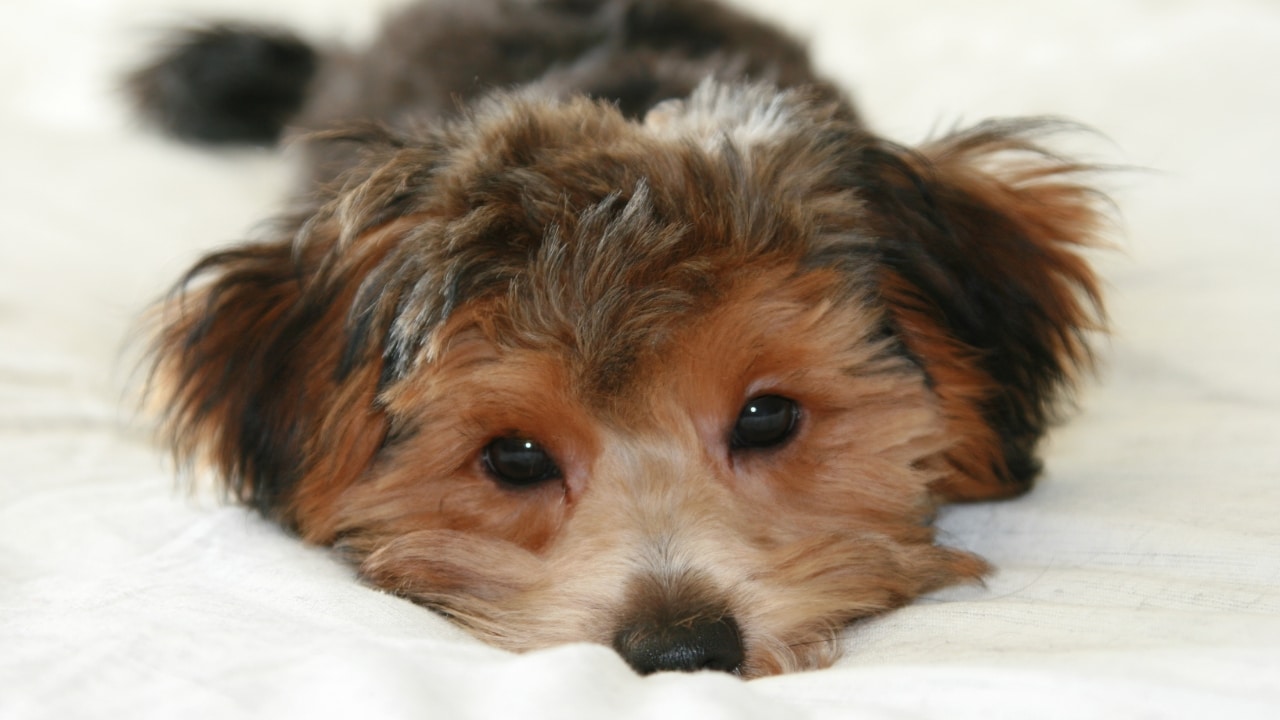 Yorkipoo dog