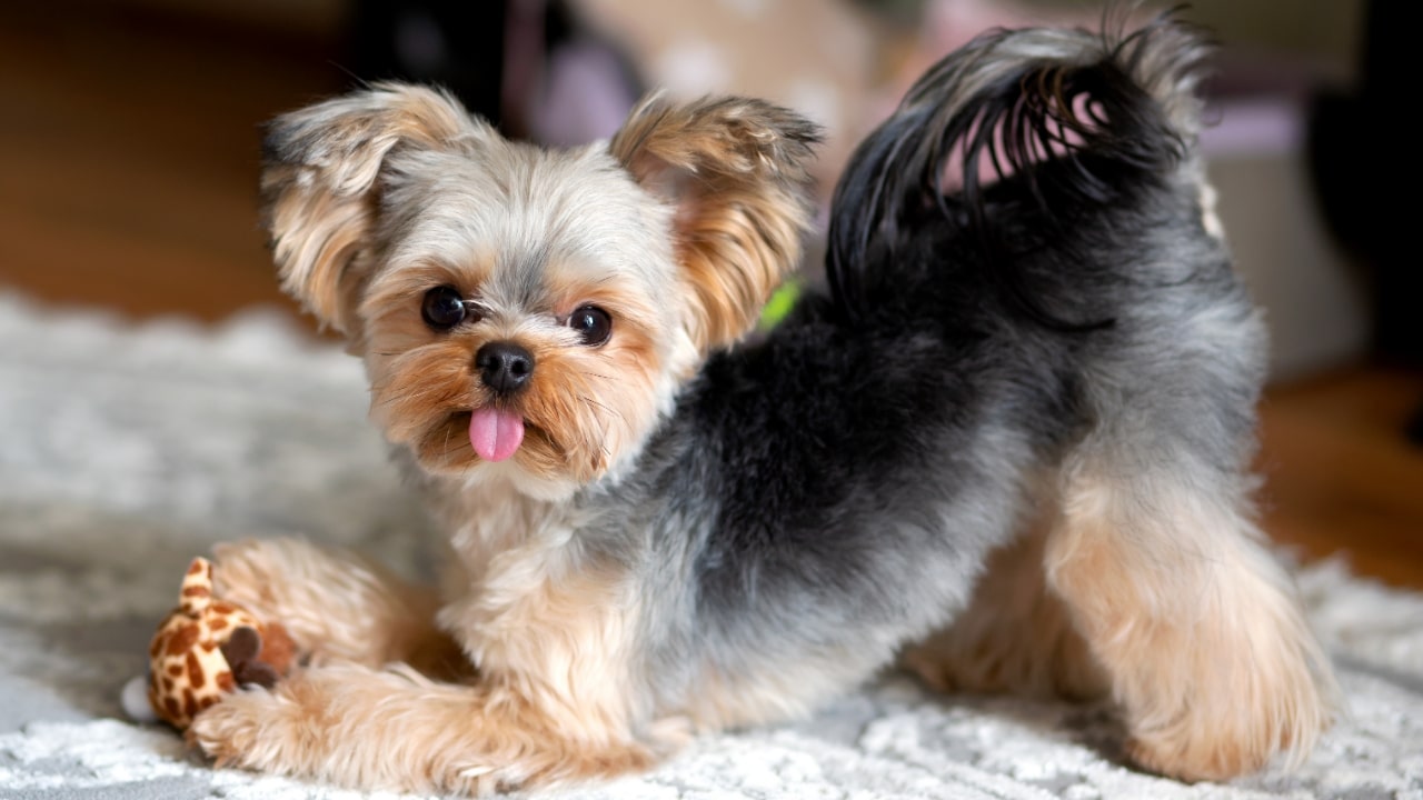 Yorkshire Terrier small breed dog