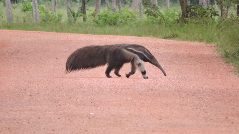 Giant Anteater (Myrmecophaga tridactyla)