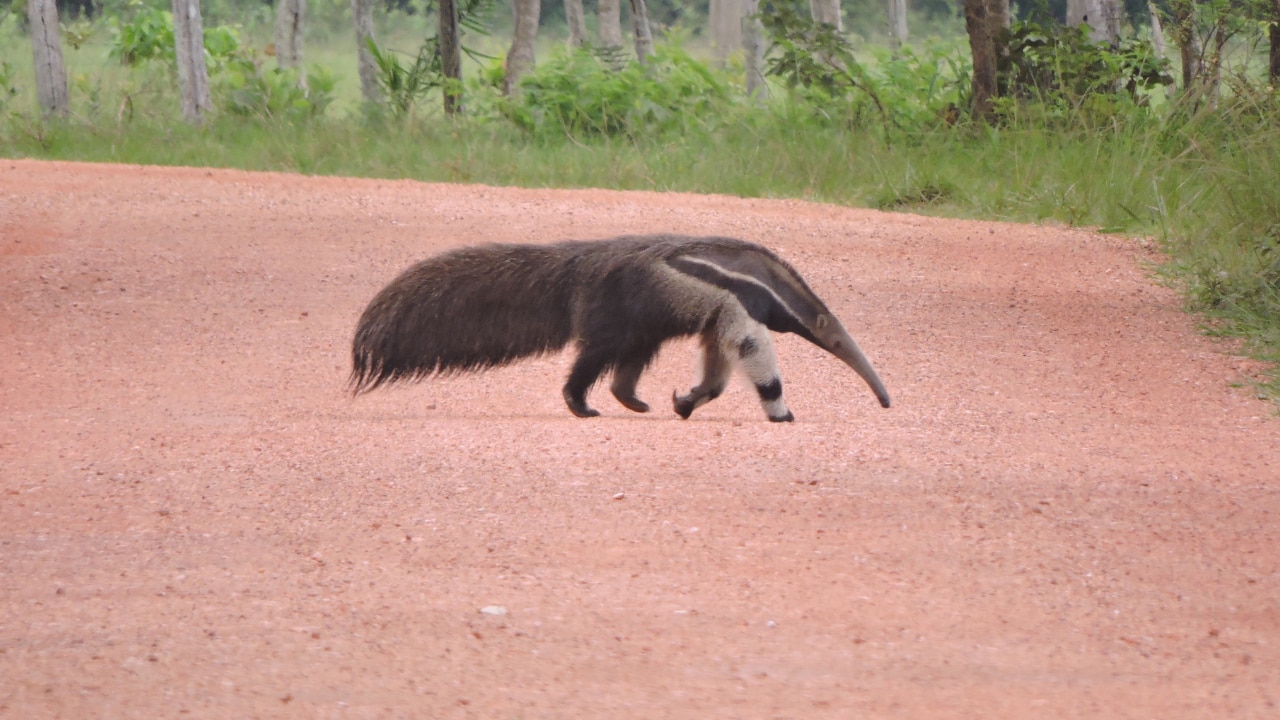 Giant Anteater (Myrmecophaga tridactyla)