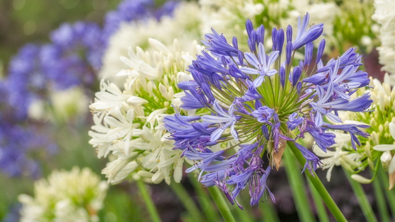 Close-up of white and purple Agapanthus.