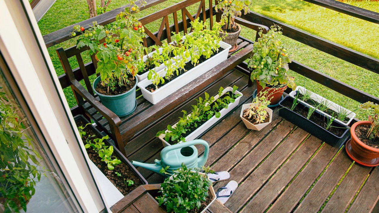 Various potted herbs and plants growing on home wood balcony in summer.