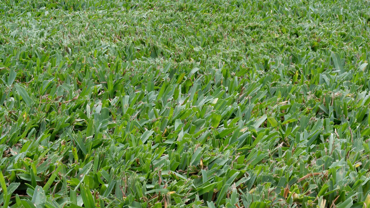 Close-up of freshly mowed buffalo grass. 