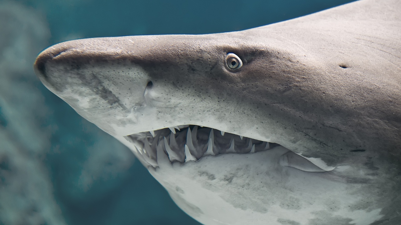 Featured image on 7/30/24. Stock Photo ID: 111617900. Close-up of teeth and eyes, shark, bull shark.