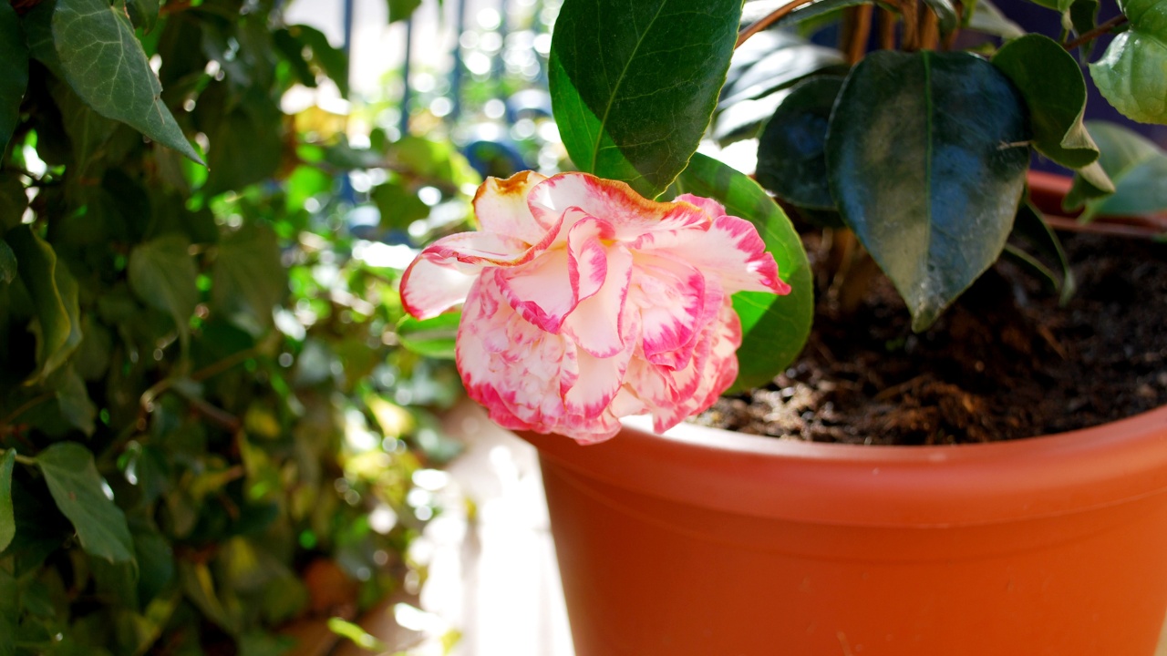 A bicolor white-red camellia in a clay pot.