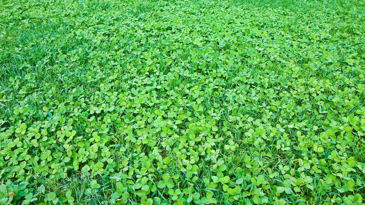 Detail of a beautiful fresh and green clover field.