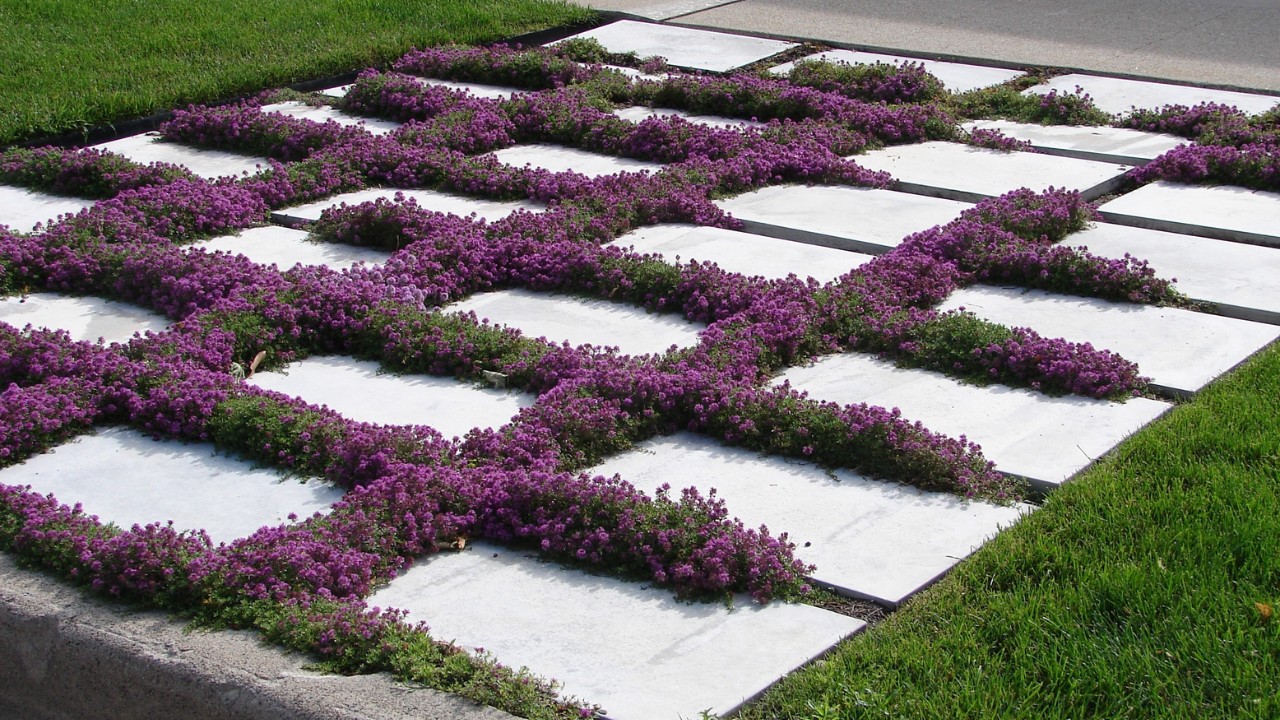 Creeping thyme, blooming purple flowers, growing in-between stepping stones. 