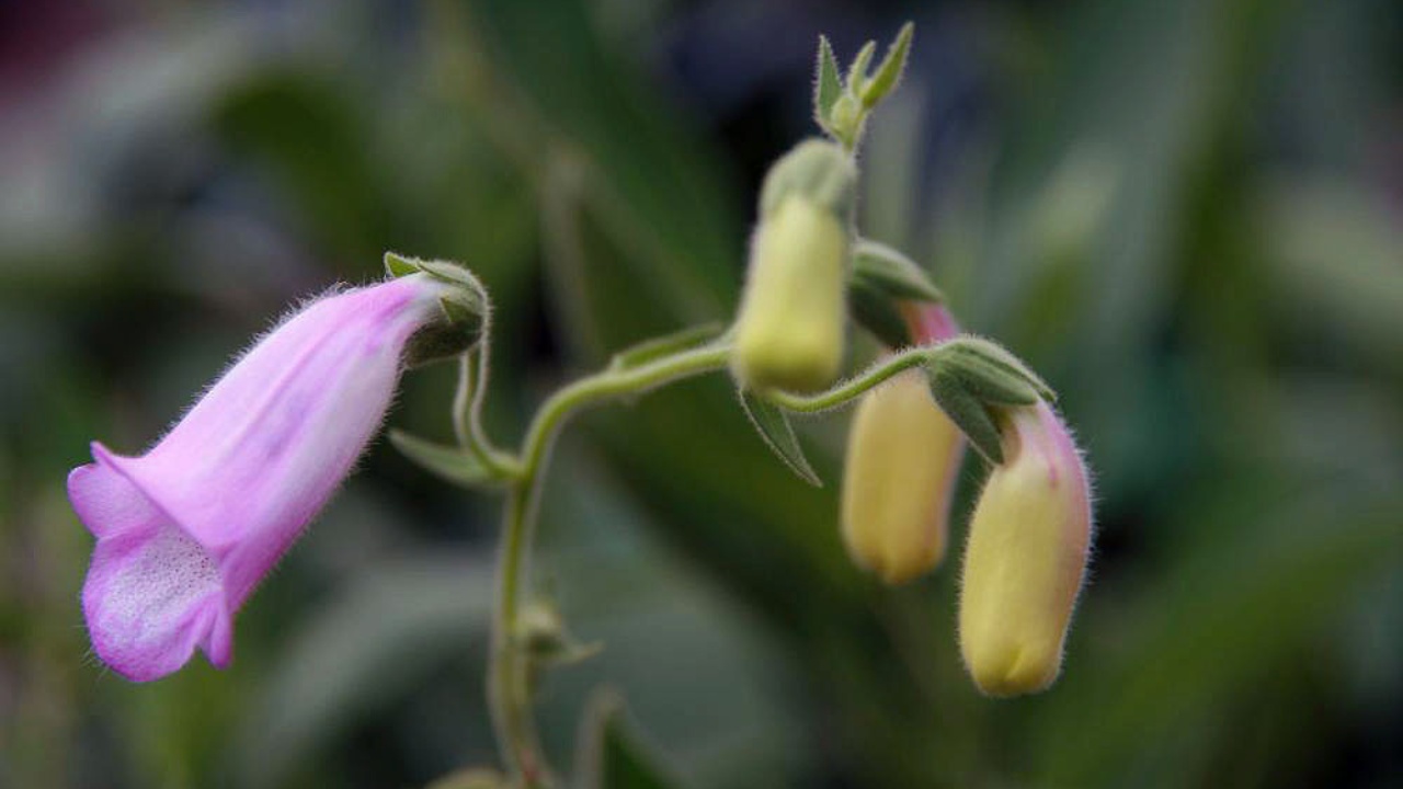 Dwarf Spanish Foxglove.