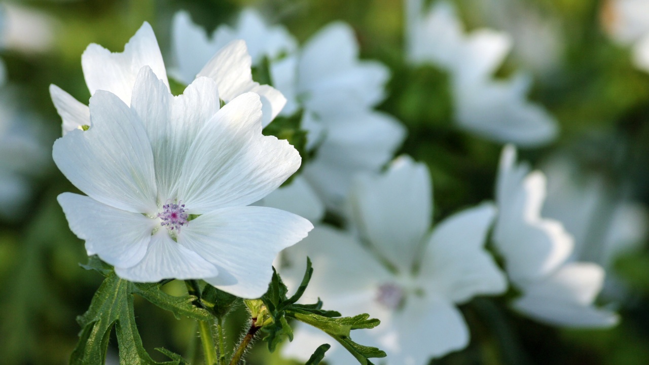 White dwarf lavatera, close-up on the flower blossom, with blurred plants behind.