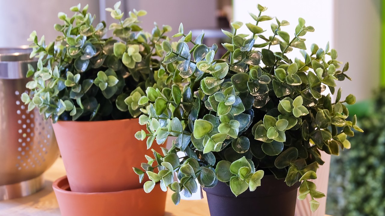 Two artificial plants/fake plants sitting a home on display. 