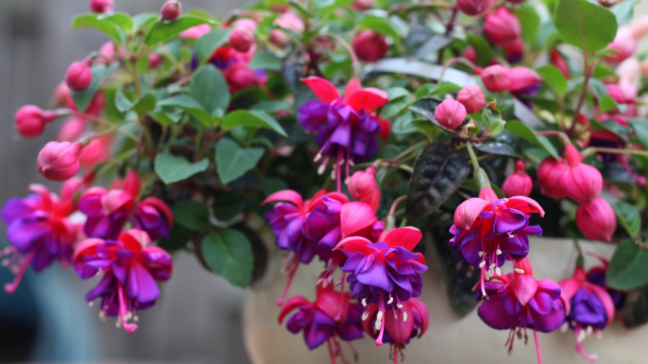Fuchsia plant in a white pot.