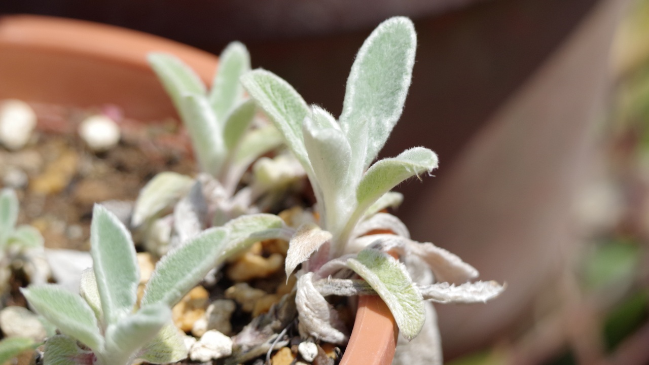 Potted Lamb's ear in the medicinal botanical garden.