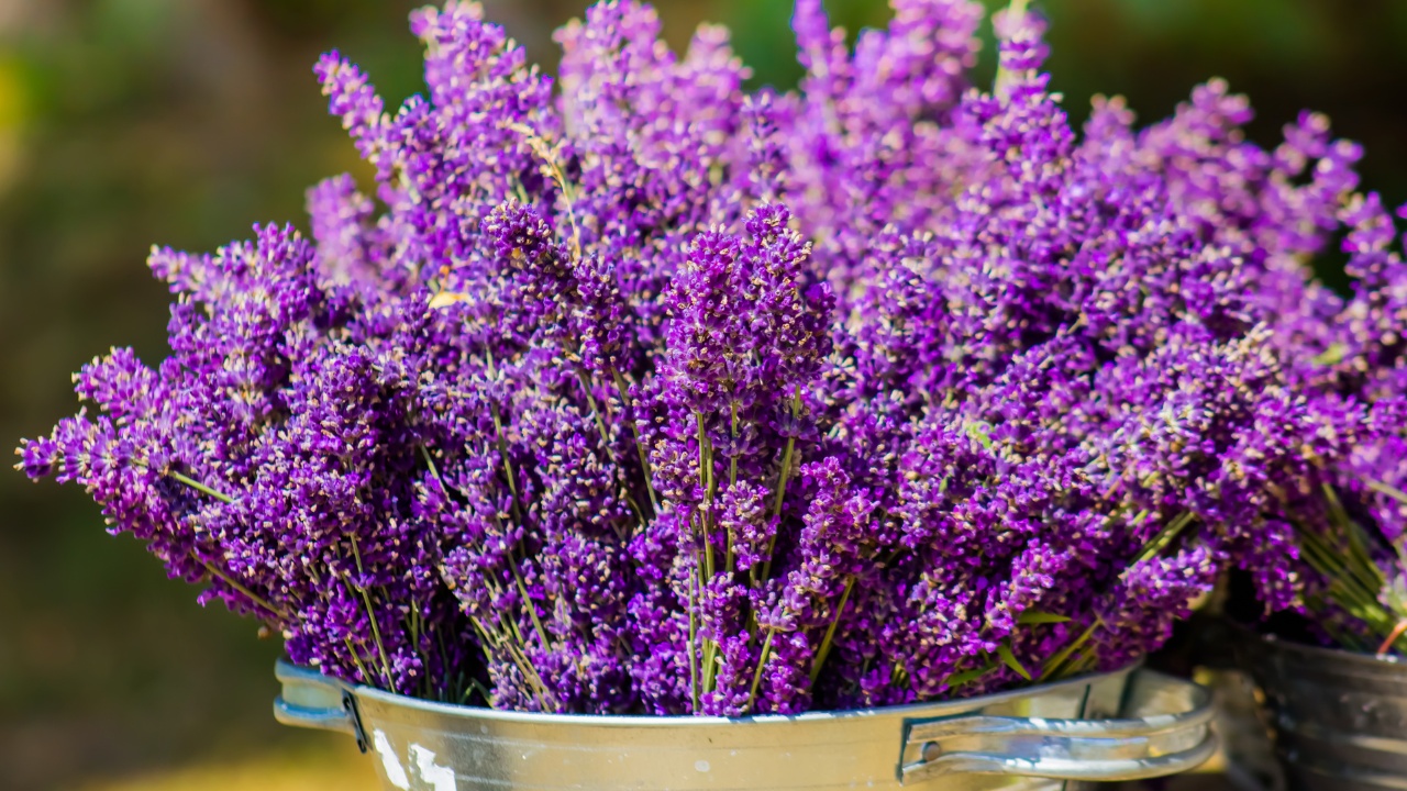 A silver bucket holding lavender.
