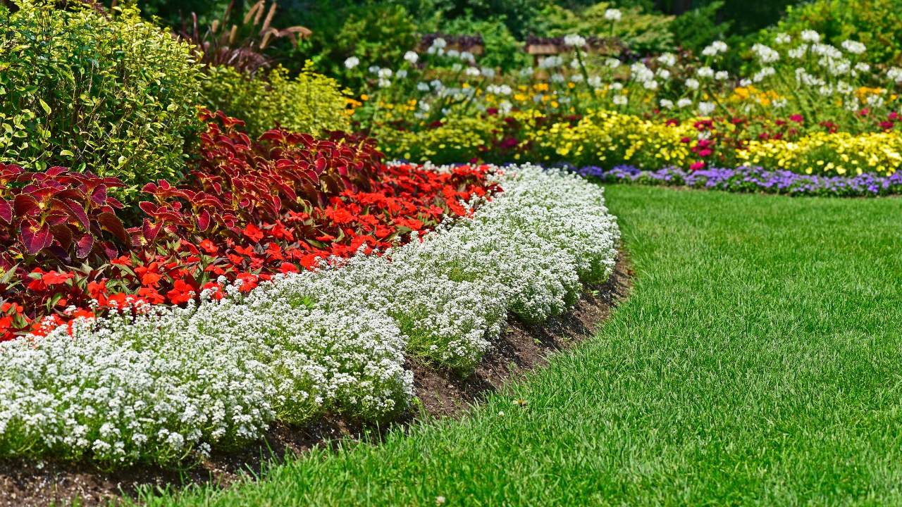 A residential home garden and landscaping arrangement in full bloom.