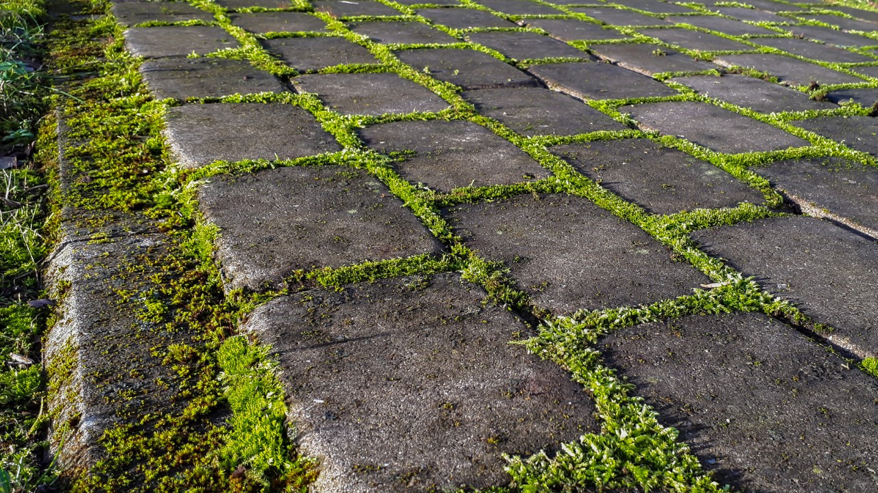 Close up view of pavement with green moss between bricks on a sunny day. 
