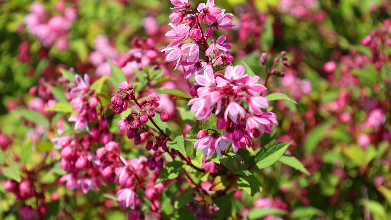 Close-up of Yuki Cherry Blossom Deutzia from Proven Winners.