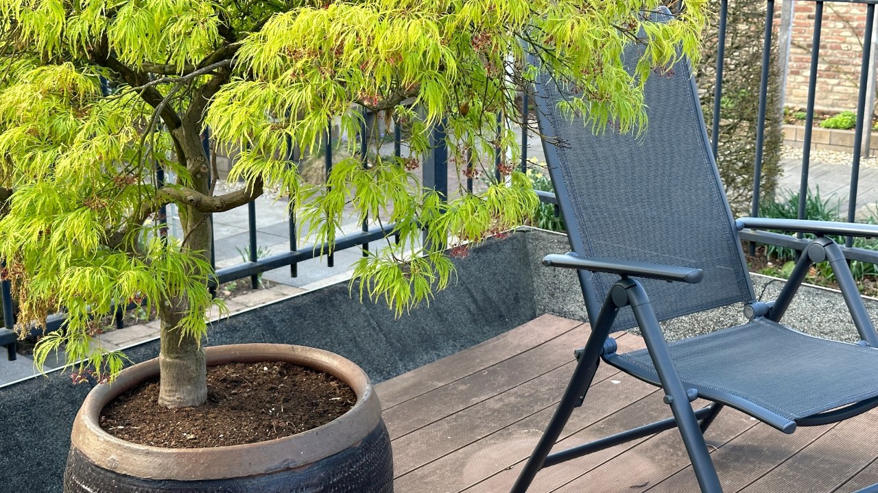 A small Japanese maple tree on an apartment balcony.