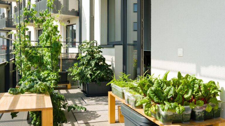 Urban balcony garden with chard, kangkung and other easy to grow vegetables.