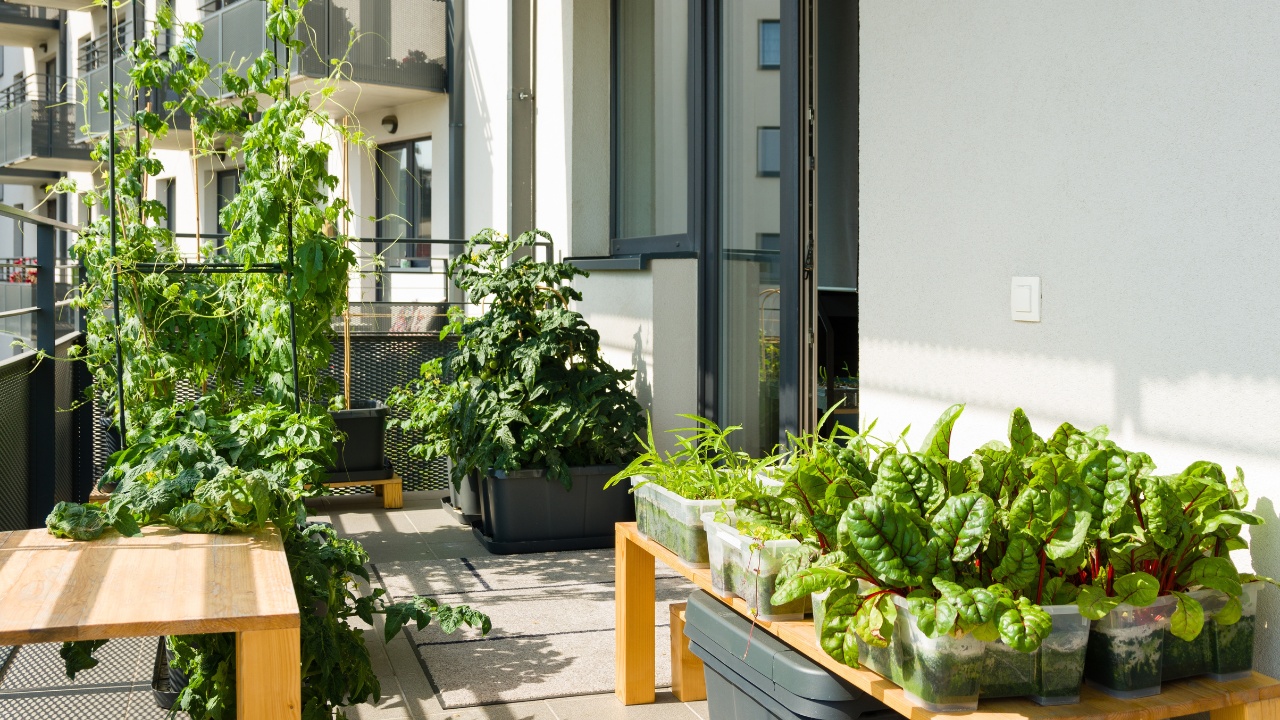 Urban balcony garden with chard, kangkung and other easy to grow vegetables.