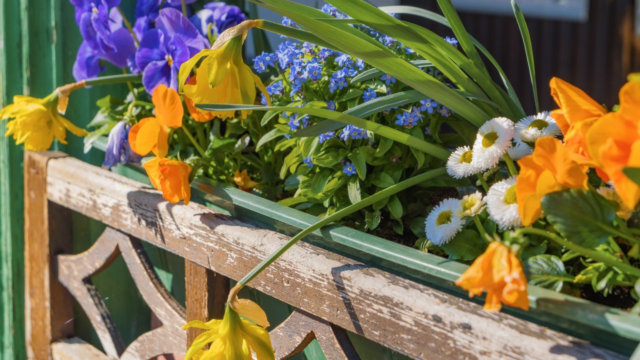Bright spring flowers in a pot - pansies, daffodils decorate the veranda, terrace of a residential building.