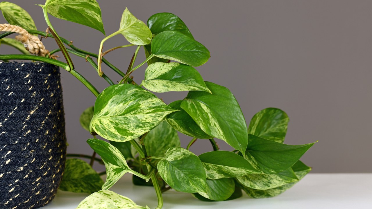 Leaves of tropical 'Epipremnum Aureum Marble Queen' pothos houseplant with white variegation in front of gray wall.