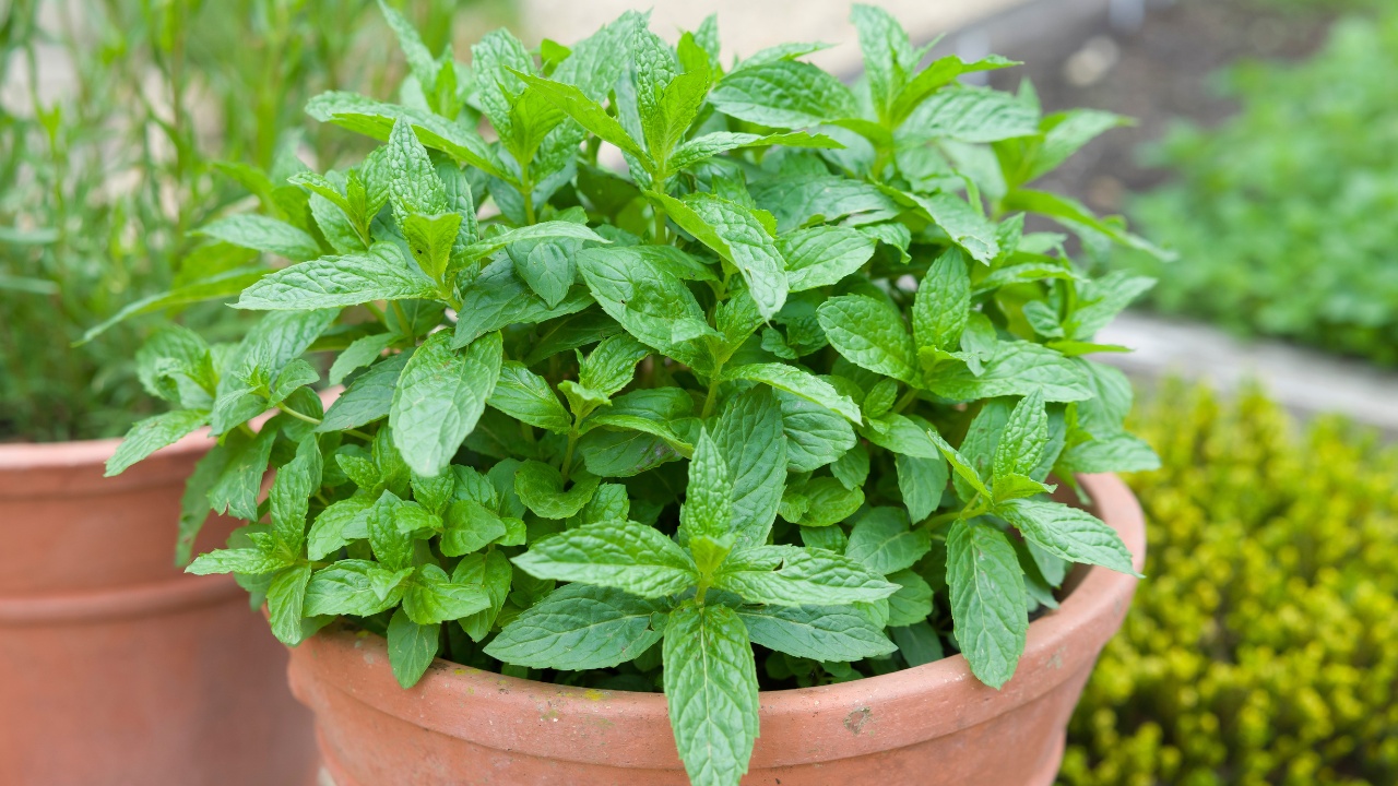 Mint growing in a plant pot.