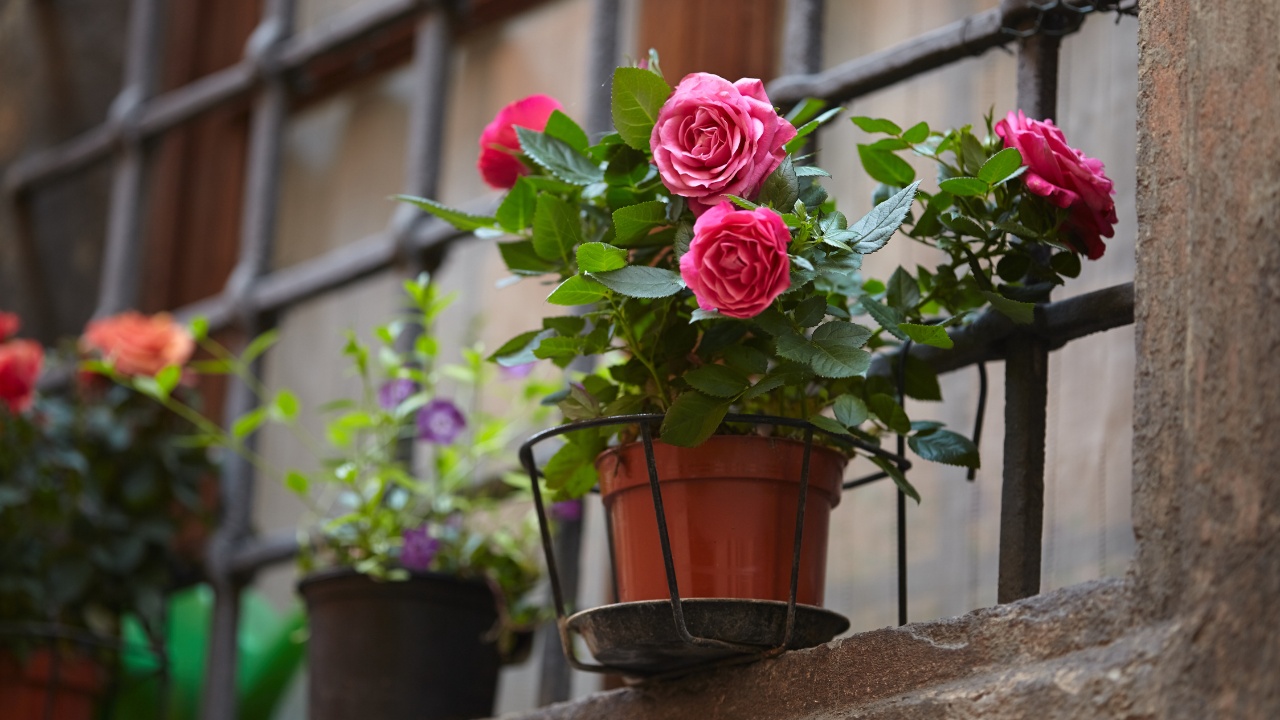 Pink roses in a pot outside on a windowsill.