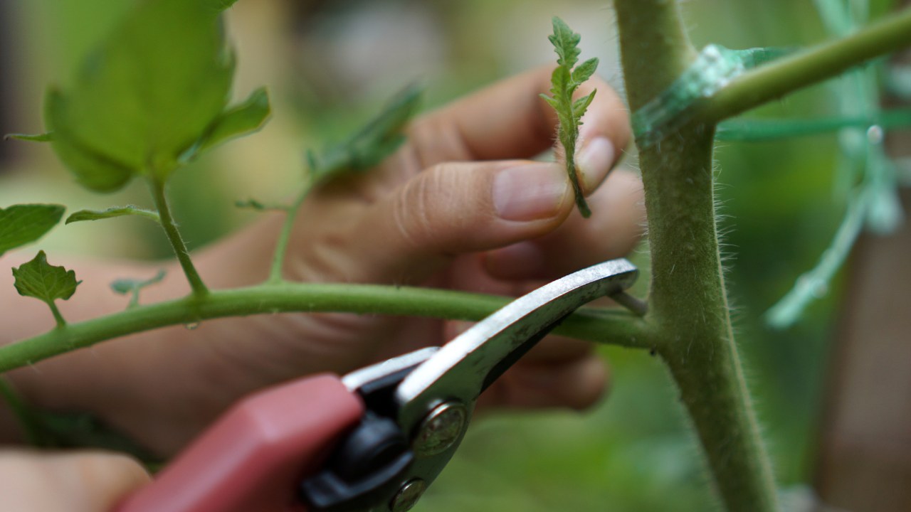 Prune the water shoots that grow between the stems and twigs of the tomato plant.