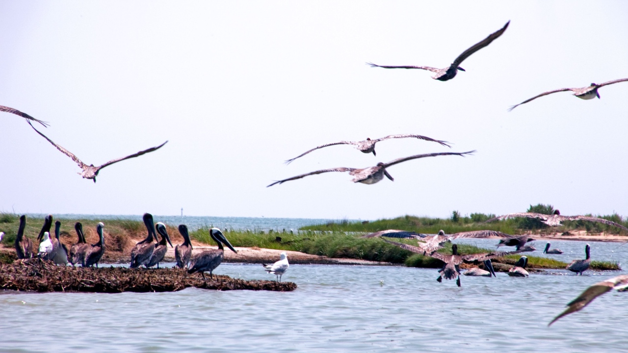 Pelicans sitting and flying on coast of Chesapeake Bay, Maryland. Calm water, green marsh, clear sky.