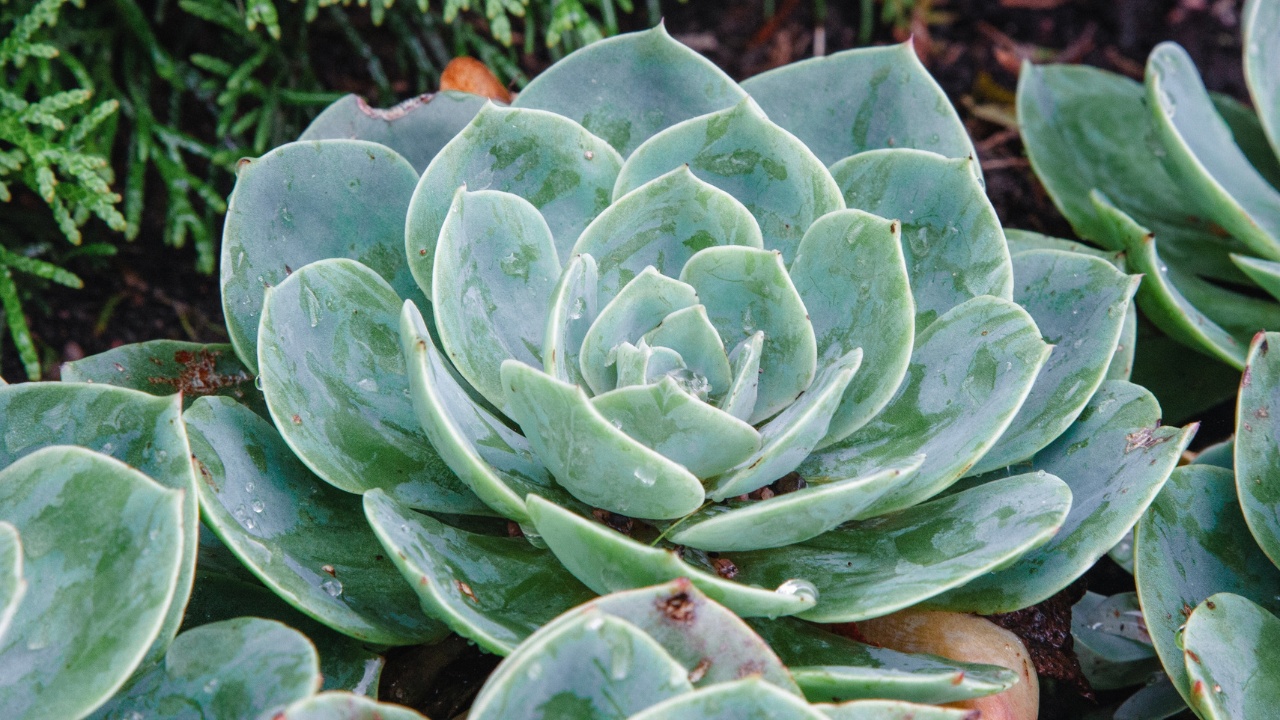 Adorable Echeveria agavoides succulent plant in summer garden.