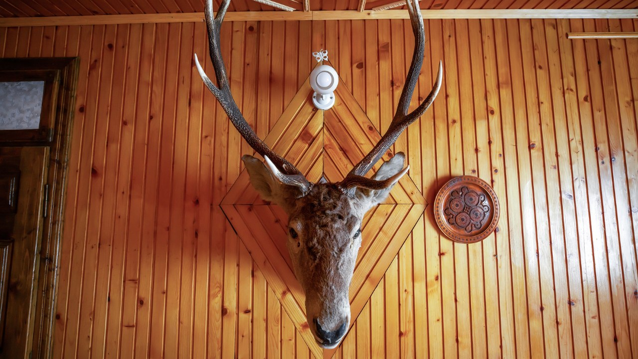 Antique mounted head horned deer in hunter wooden lodge. 