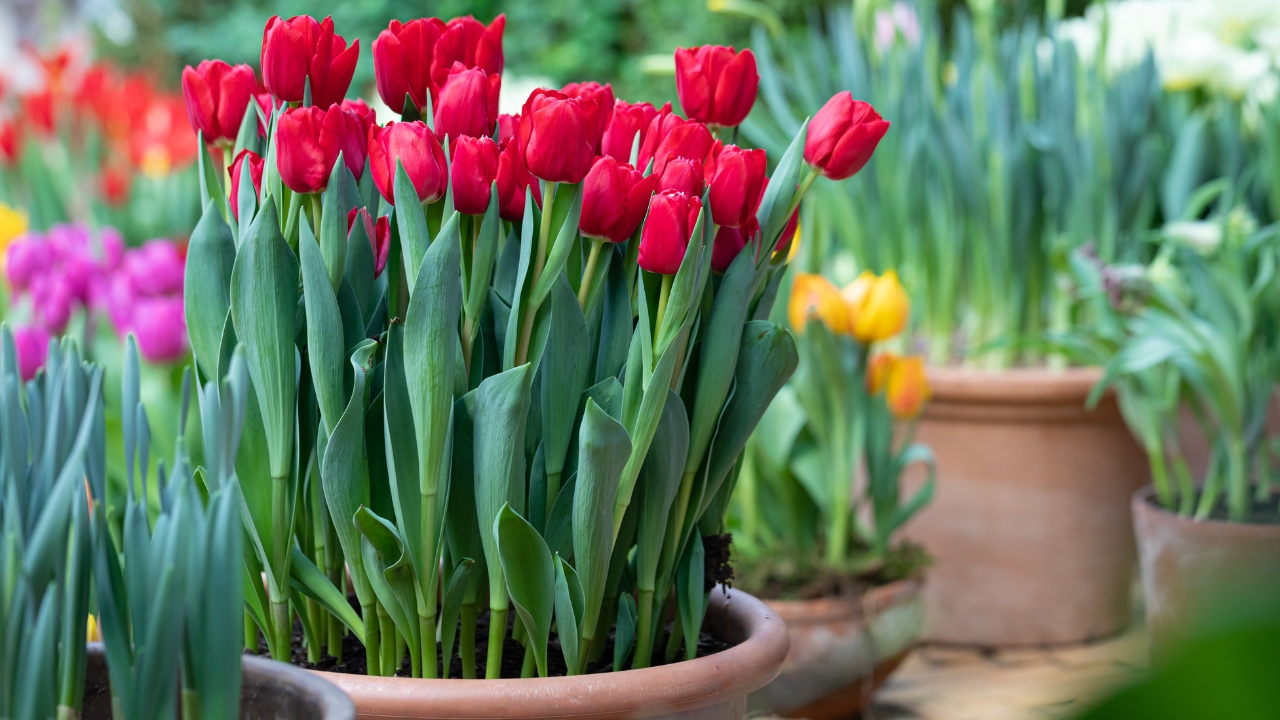 Multicolored spring tulips potted on the garden lawn.