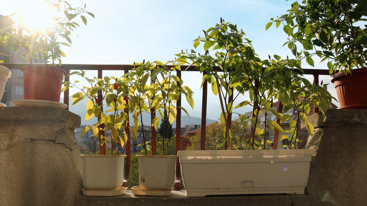 An urban garden on the terrace with pepper plants growing from the balcony of home on a sunny day.