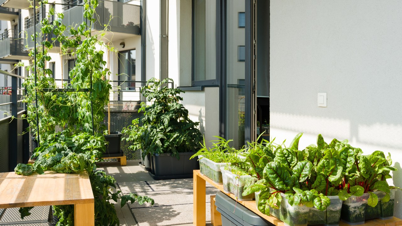 Urban balcony garden with chard, kangkung and other easy to grow vegetables.