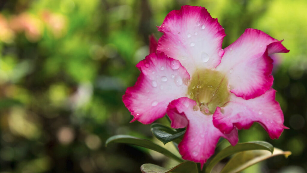 Kamboja adenium flower